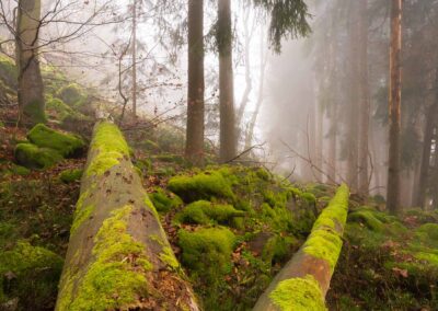 Nebelwald am Fuß der Milseburg