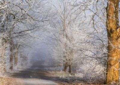 Hönebach: Allee am Wintermorgen