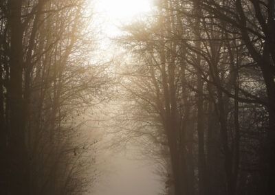 Röhrenfurther Winterwald im Gegenlicht bei Nebel